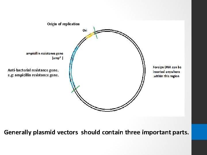 Origin of replication Anti-bacterial resistance gene. e. g: ampicillin resistance gene. Generally plasmid vectors