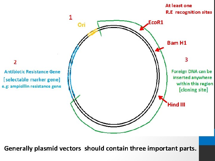 At least one R. E recognition sites Eco. R 1 Bam H 1 e.
