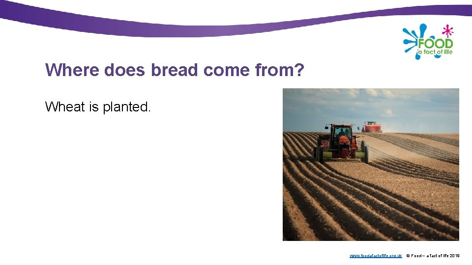 Where does bread come from? Wheat is planted. www. foodafactoflife. org. uk © Food