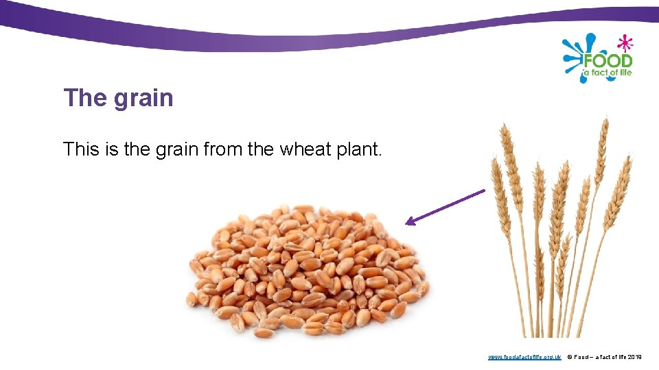 Where does bread come from www foodafactoflife org