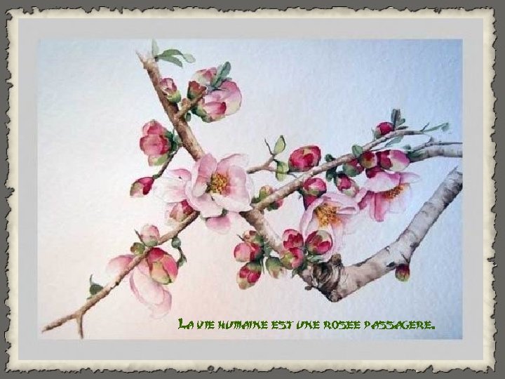 La vie humaine est une rosee passagere. 