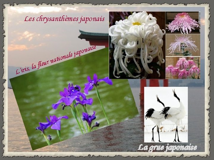 Les chrysanthèmes japonais L’iris r u e l f , la e l a