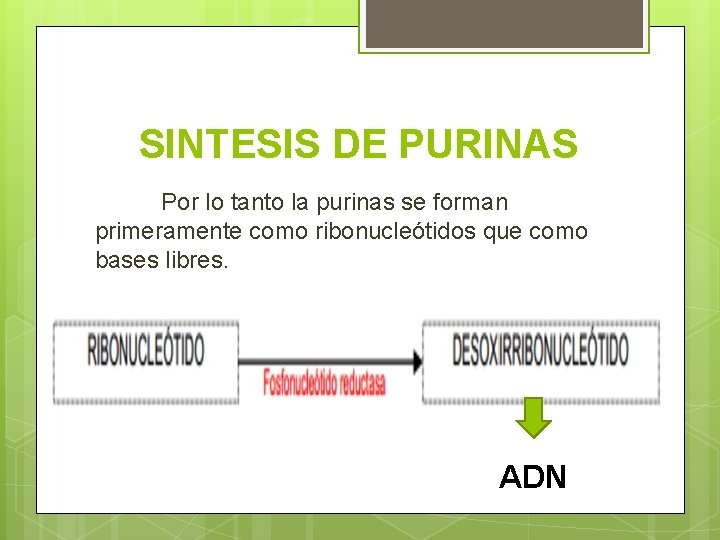 SINTESIS DE PURINAS Por lo tanto la purinas se forman primeramente como ribonucleótidos que