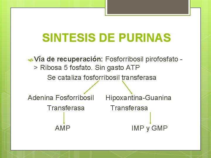 SINTESIS DE PURINAS Vía de recuperación: Fosforribosil pirofosfato > Ribosa 5 fosfato. Sin gasto