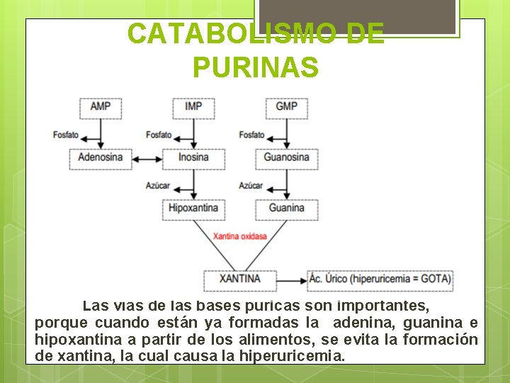 CATABOLISMO DE PURINAS Las vías de las bases púricas son importantes, porque cuando están