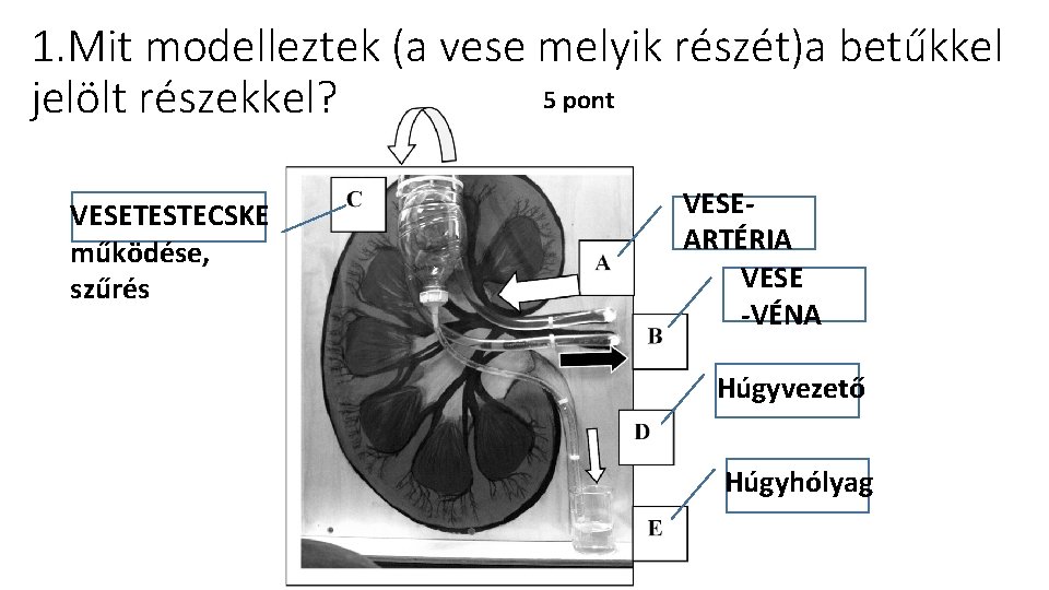 1. Mit modelleztek (a vese melyik részét)a betűkkel 5 pont jelölt részekkel? VESETESTECSKE működése,