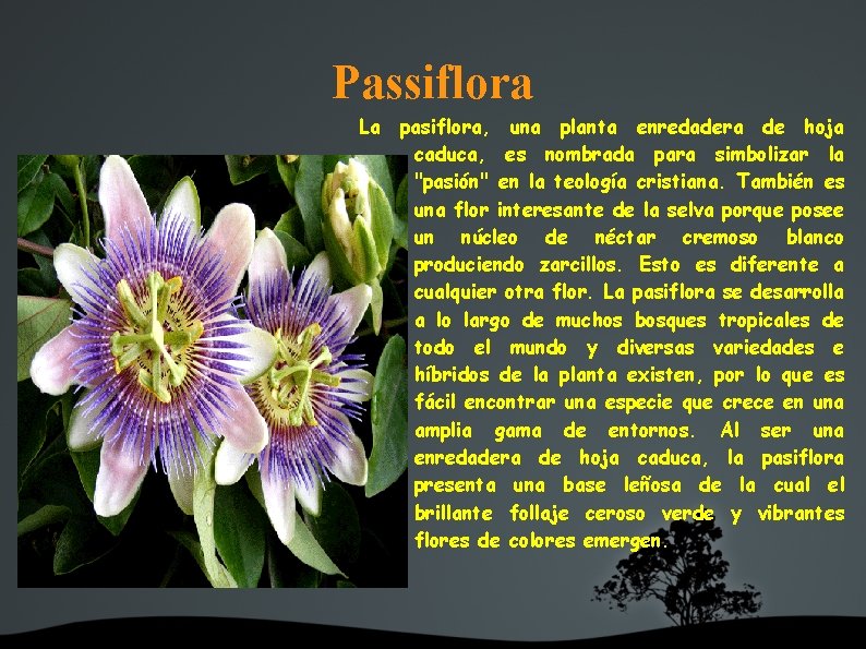 Passiflora La pasiflora, una planta enredadera de hoja caduca, es nombrada para simbolizar la