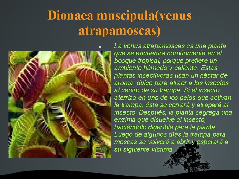 Dionaea muscipula(venus atrapamoscas) La venus atrapamoscas es una planta que se encuentra comúnmente en