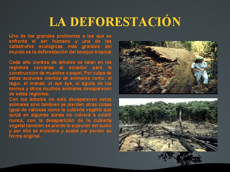 LA DEFORESTACIÓN Uno de los grandes problemas a los que se enfrenta el ser