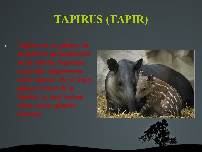 TAPIRUS (TAPIR) Tapirus es un género de mamíferos perisodáctilos de la familia Tapiridae, conocidos