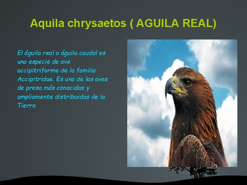 Aquila chrysaetos ( AGUILA REAL) El águila real o águila caudal es una especie