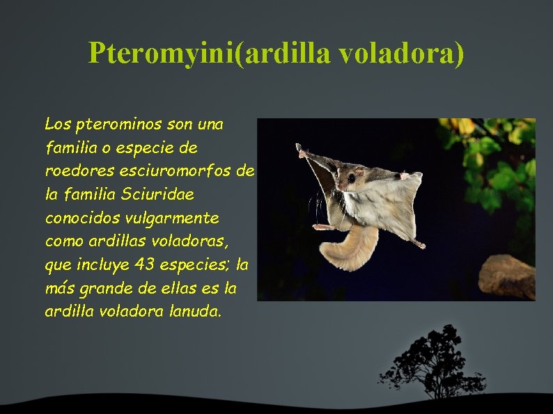 Pteromyini(ardilla voladora) Los pterominos son una familia o especie de roedores esciuromorfos de la