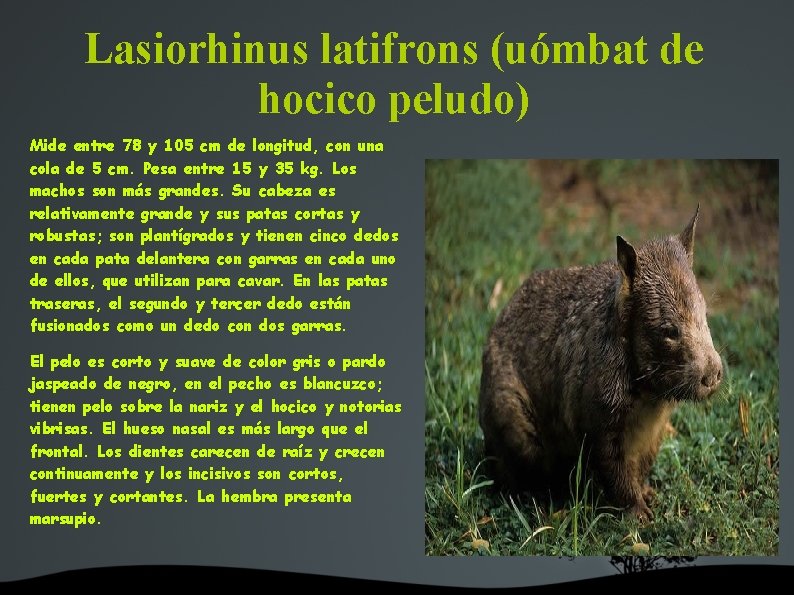 Lasiorhinus latifrons (uómbat de hocico peludo) Mide entre 78 y 105 cm de longitud,
