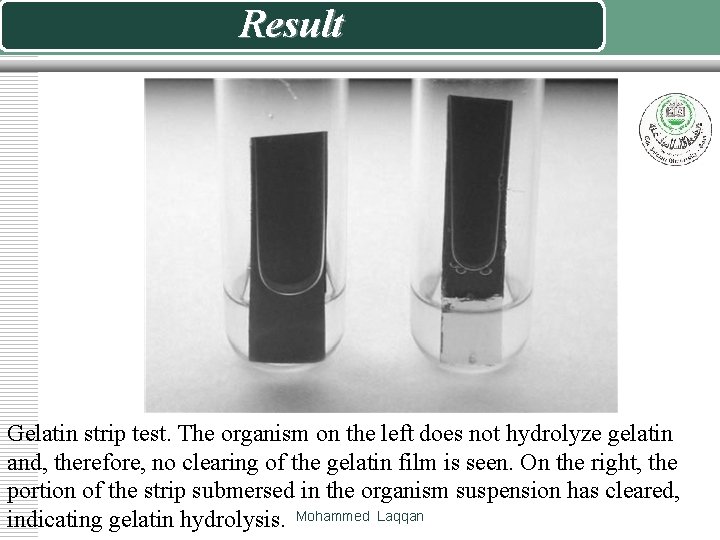 Result Gelatin strip test. The organism on the left does not hydrolyze gelatin and,