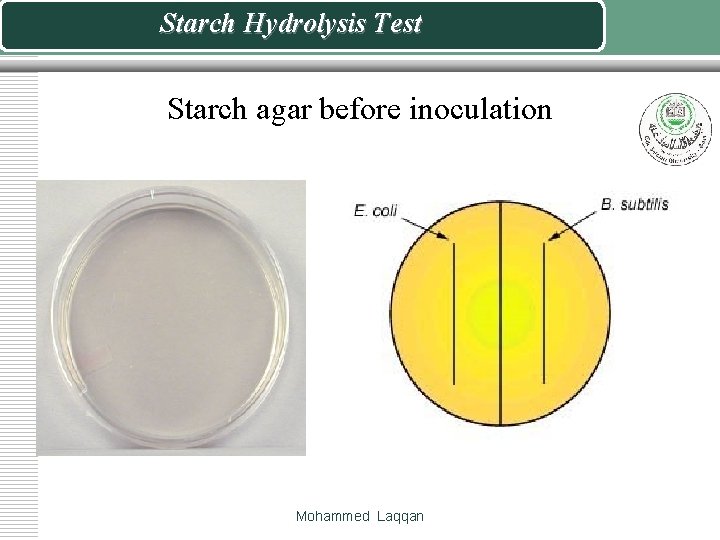 Starch Hydrolysis Test Starch agar before inoculation Mohammed Laqqan 