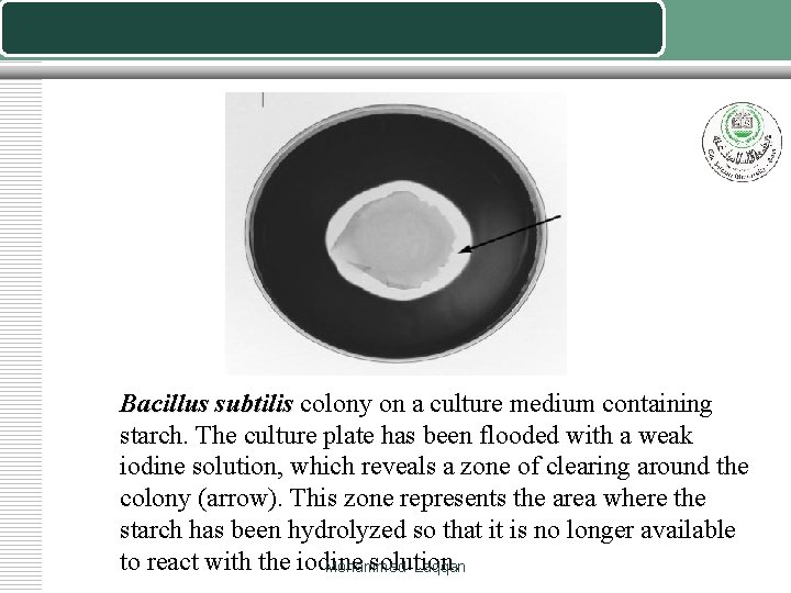 Bacillus subtilis colony on a culture medium containing starch. The culture plate has been