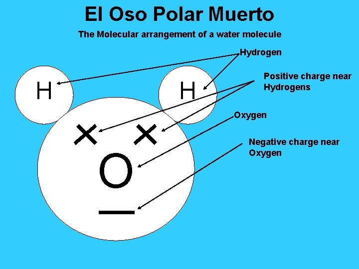 El Oso Polar Muerto The Molecular arrangement of a water molecule Hydrogen H H