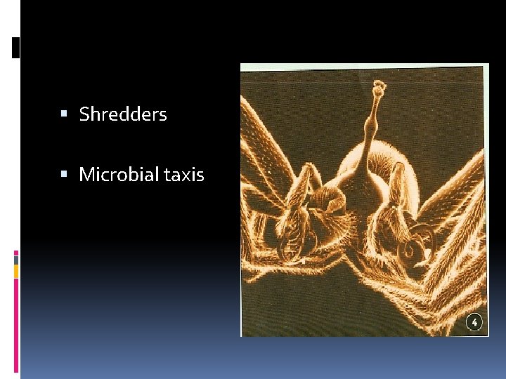  Shredders Microbial taxis 