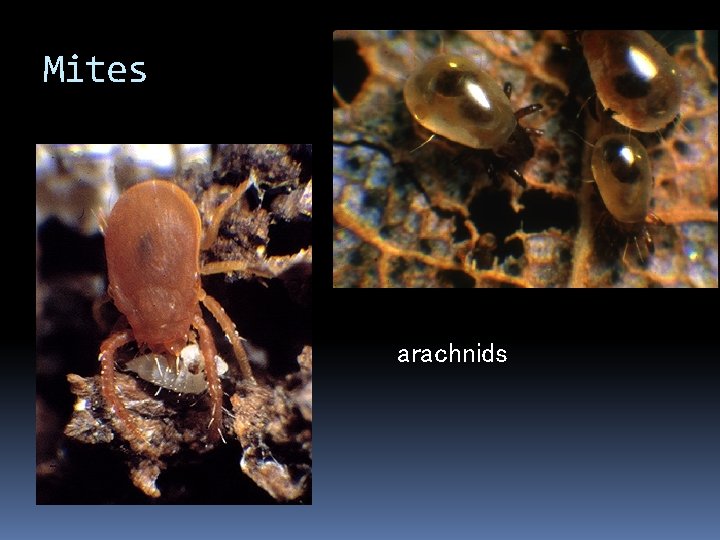 Mites arachnids 