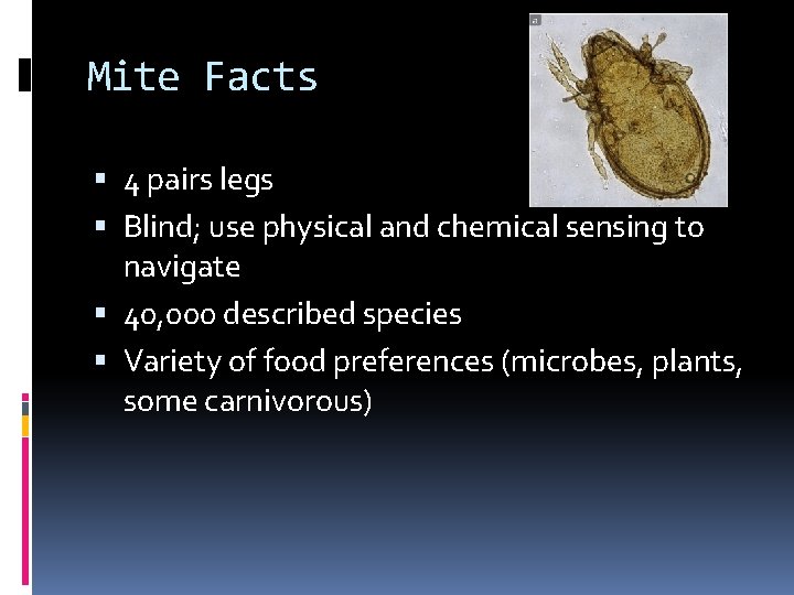 Mite Facts 4 pairs legs Blind; use physical and chemical sensing to navigate 40,