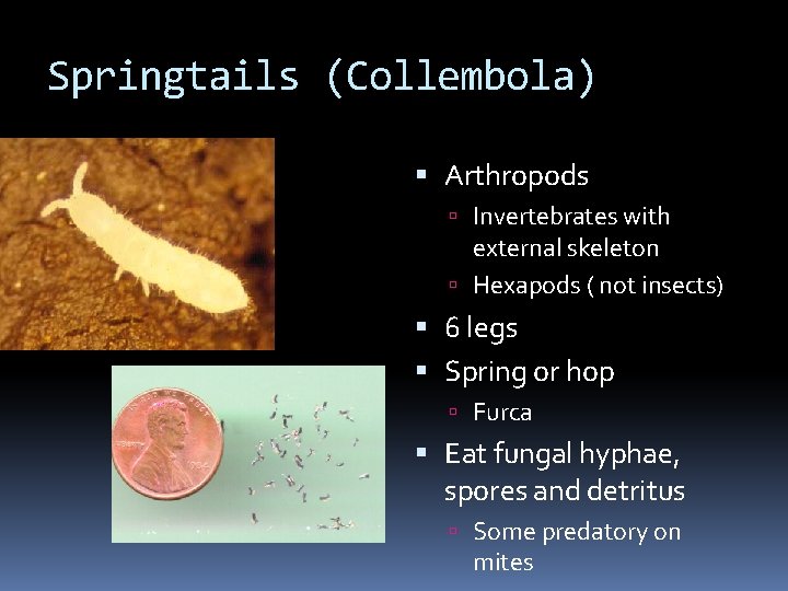 Springtails (Collembola) Arthropods Invertebrates with external skeleton Hexapods ( not insects) 6 legs Spring