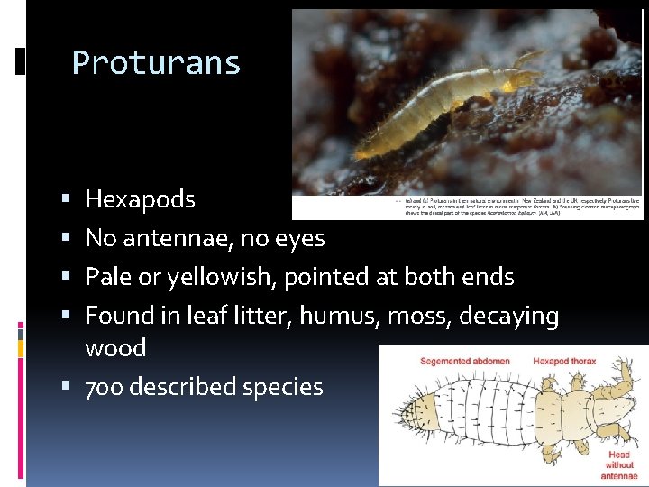 Proturans Hexapods No antennae, no eyes Pale or yellowish, pointed at both ends Found