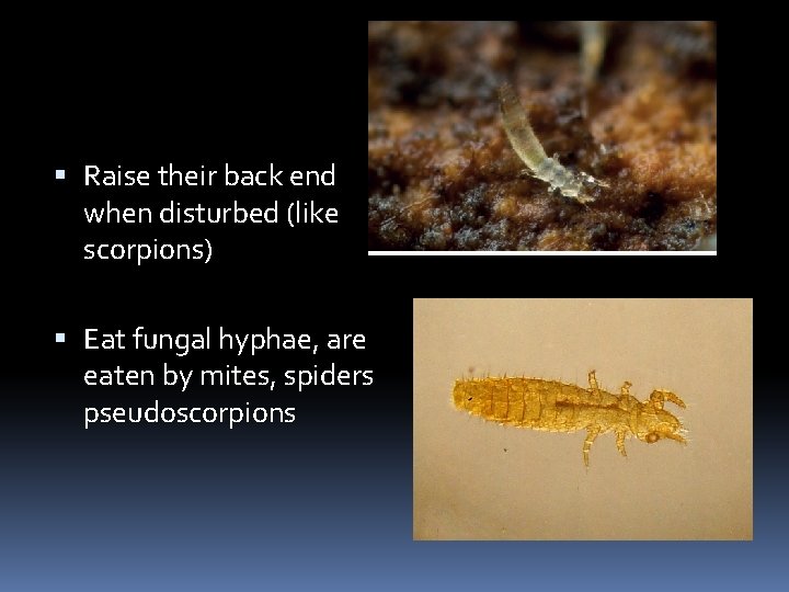  Raise their back end when disturbed (like scorpions) Eat fungal hyphae, are eaten