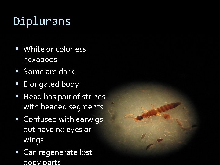 Diplurans White or colorless hexapods Some are dark Elongated body Head has pair of