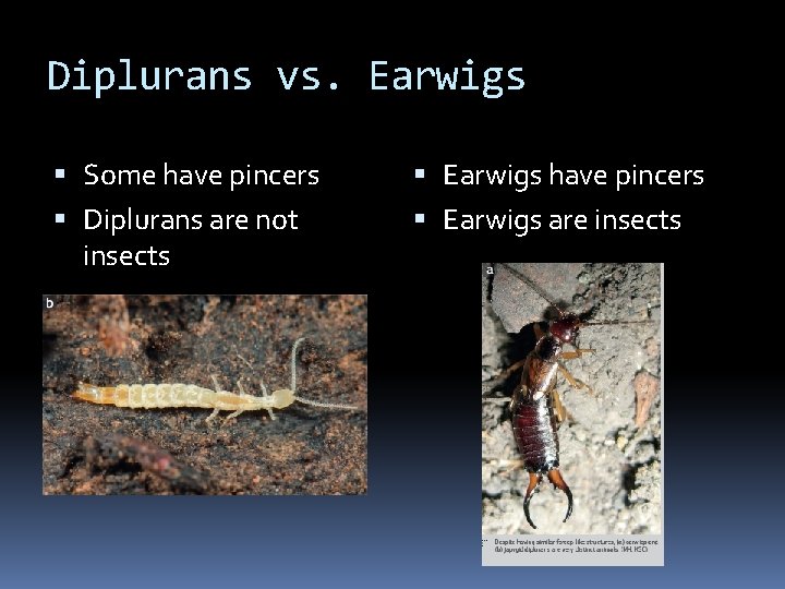 Diplurans vs. Earwigs Some have pincers Diplurans are not insects Earwigs have pincers Earwigs