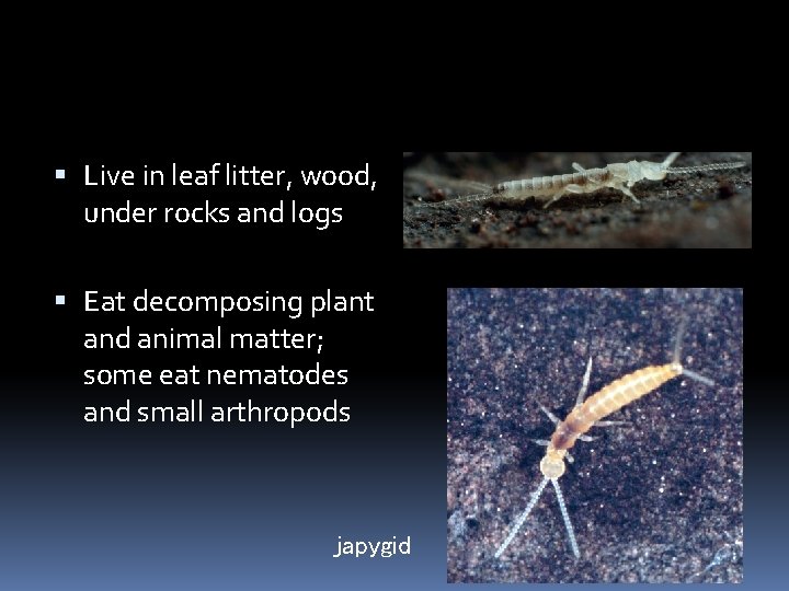  Live in leaf litter, wood, under rocks and logs Eat decomposing plant and