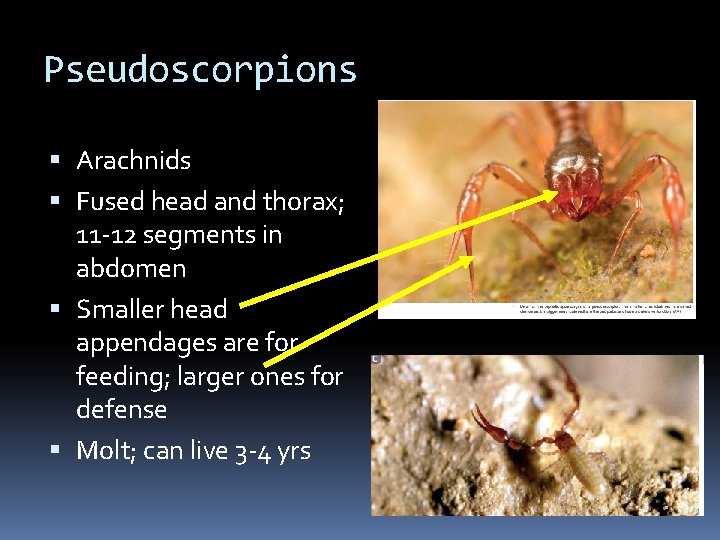 Pseudoscorpions Arachnids Fused head and thorax; 11 -12 segments in abdomen Smaller head appendages