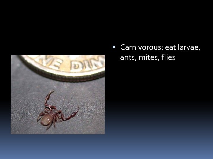  Carnivorous: eat larvae, ants, mites, flies 