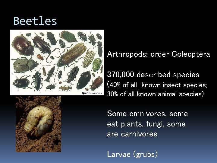Beetles Arthropods; order Coleoptera 370, 000 described species (40% of all known insect species;