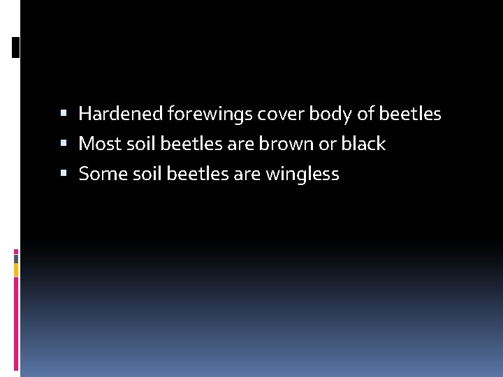  Hardened forewings cover body of beetles Most soil beetles are brown or black