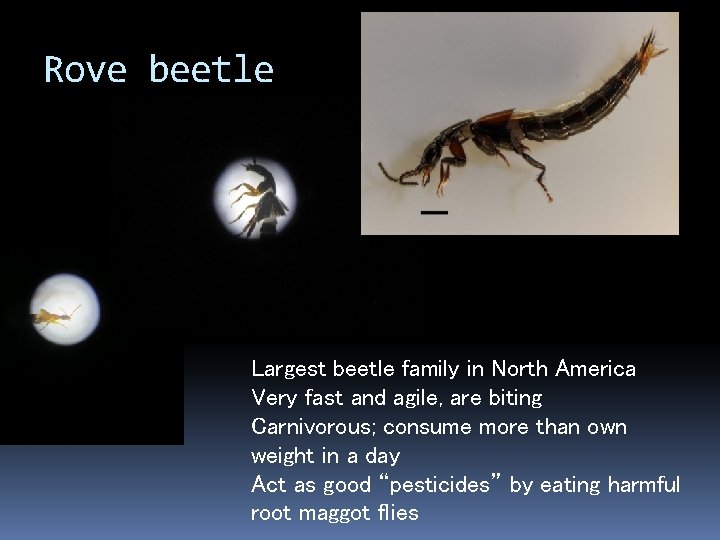 Rove beetle Largest beetle family in North America Very fast and agile, are biting