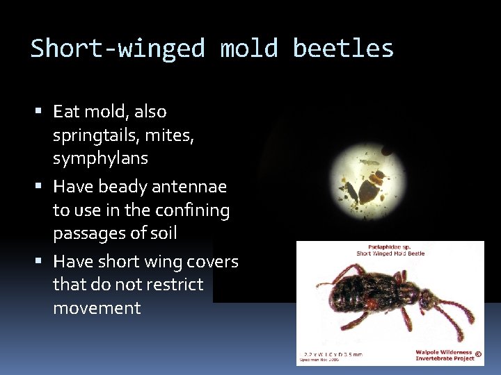Short-winged mold beetles Eat mold, also springtails, mites, symphylans Have beady antennae to use