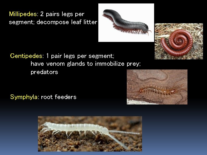 Millipedes: 2 pairs legs per segment; decompose leaf litter Centipedes: 1 pair legs per