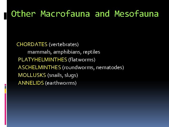 Other Macrofauna and Mesofauna CHORDATES (vertebrates) mammals, amphibians, reptiles PLATYHELMINTHES (flatworms) ASCHELMINTHES (roundworms, nematodes)