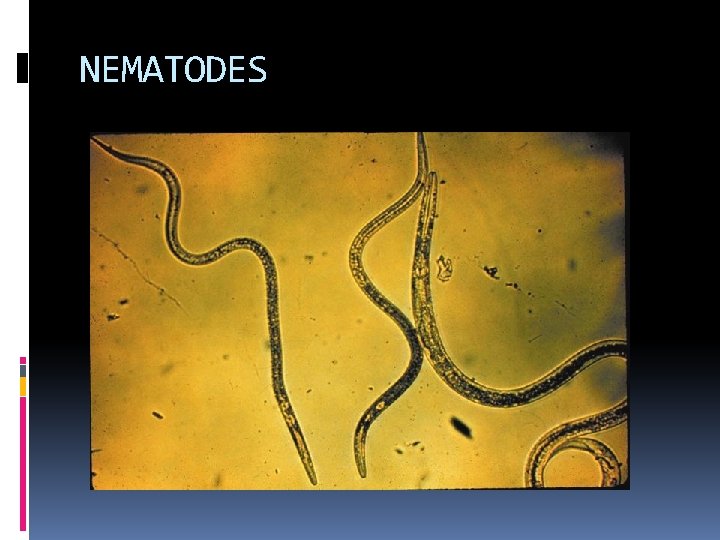 NEMATODES 