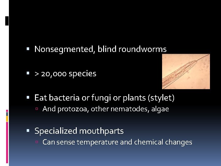  Nonsegmented, blind roundworms > 20, 000 species Eat bacteria or fungi or plants