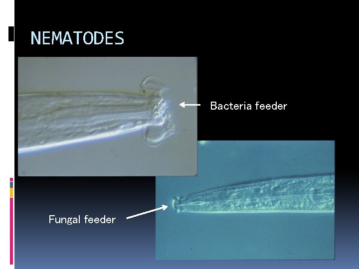 NEMATODES Bacteria feeder Fungal feeder 