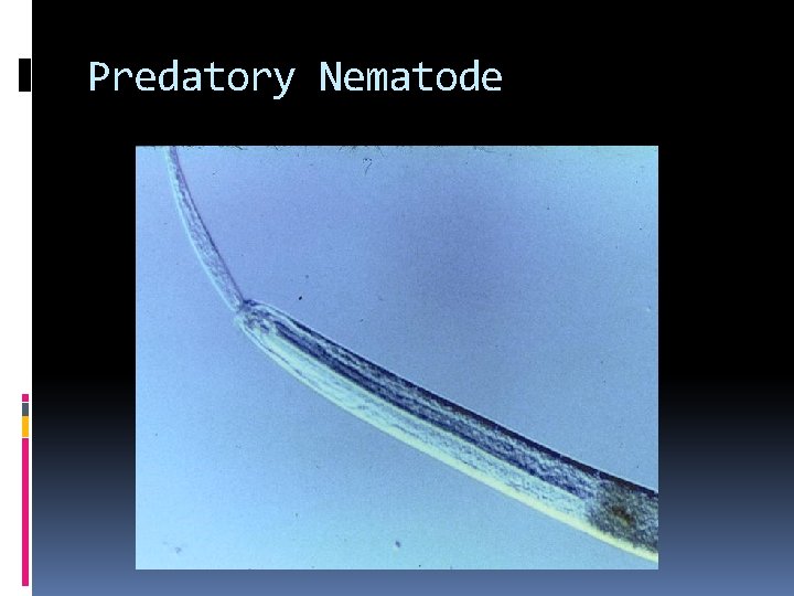 Predatory Nematode 