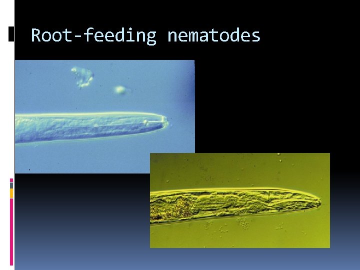 Root-feeding nematodes 