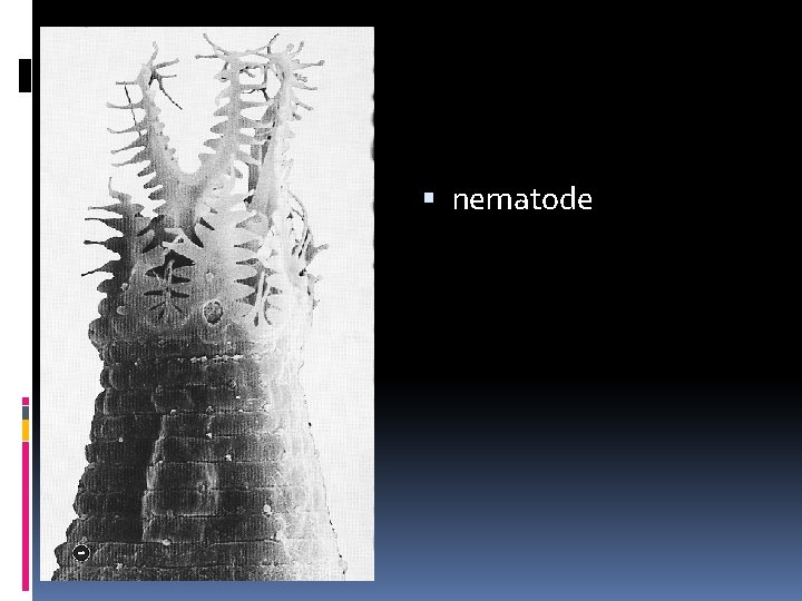  nematode 