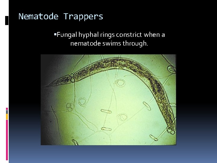 Nematode Trappers Fungal hyphal rings constrict when a nematode swims through. 