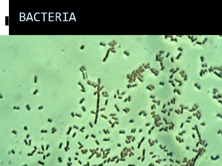 BACTERIA 