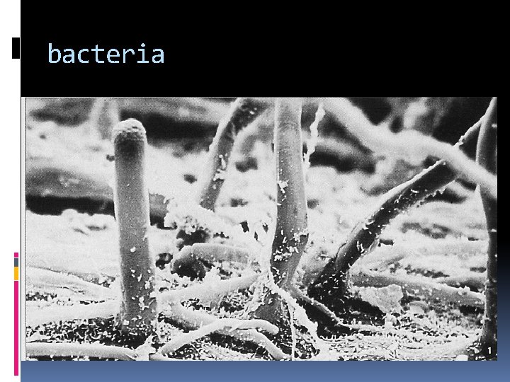 bacteria 