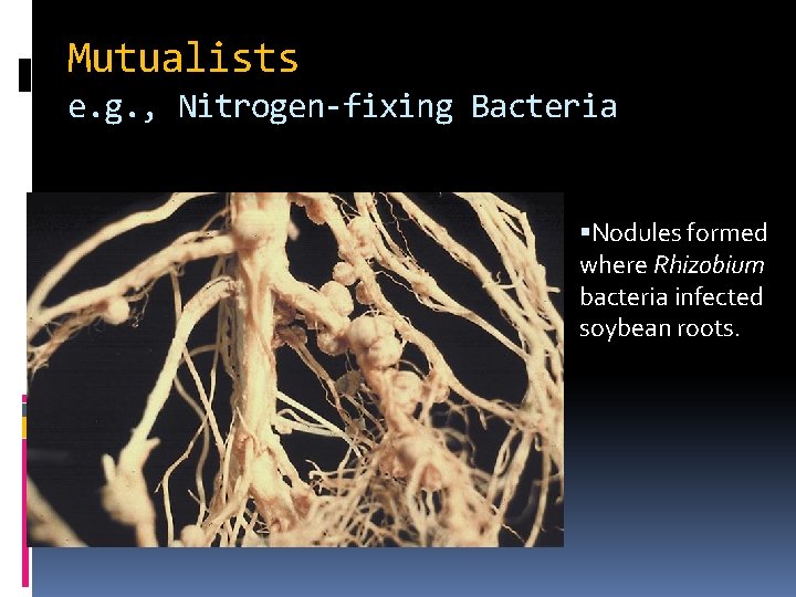 Mutualists e. g. , Nitrogen-fixing Bacteria Nodules formed where Rhizobium bacteria infected soybean roots.