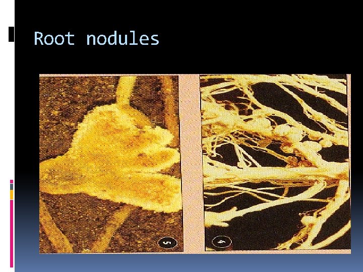 Root nodules 