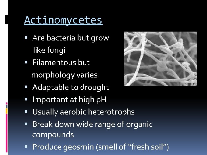 Actinomycetes Are bacteria but grow like fungi Filamentous but morphology varies Adaptable to drought